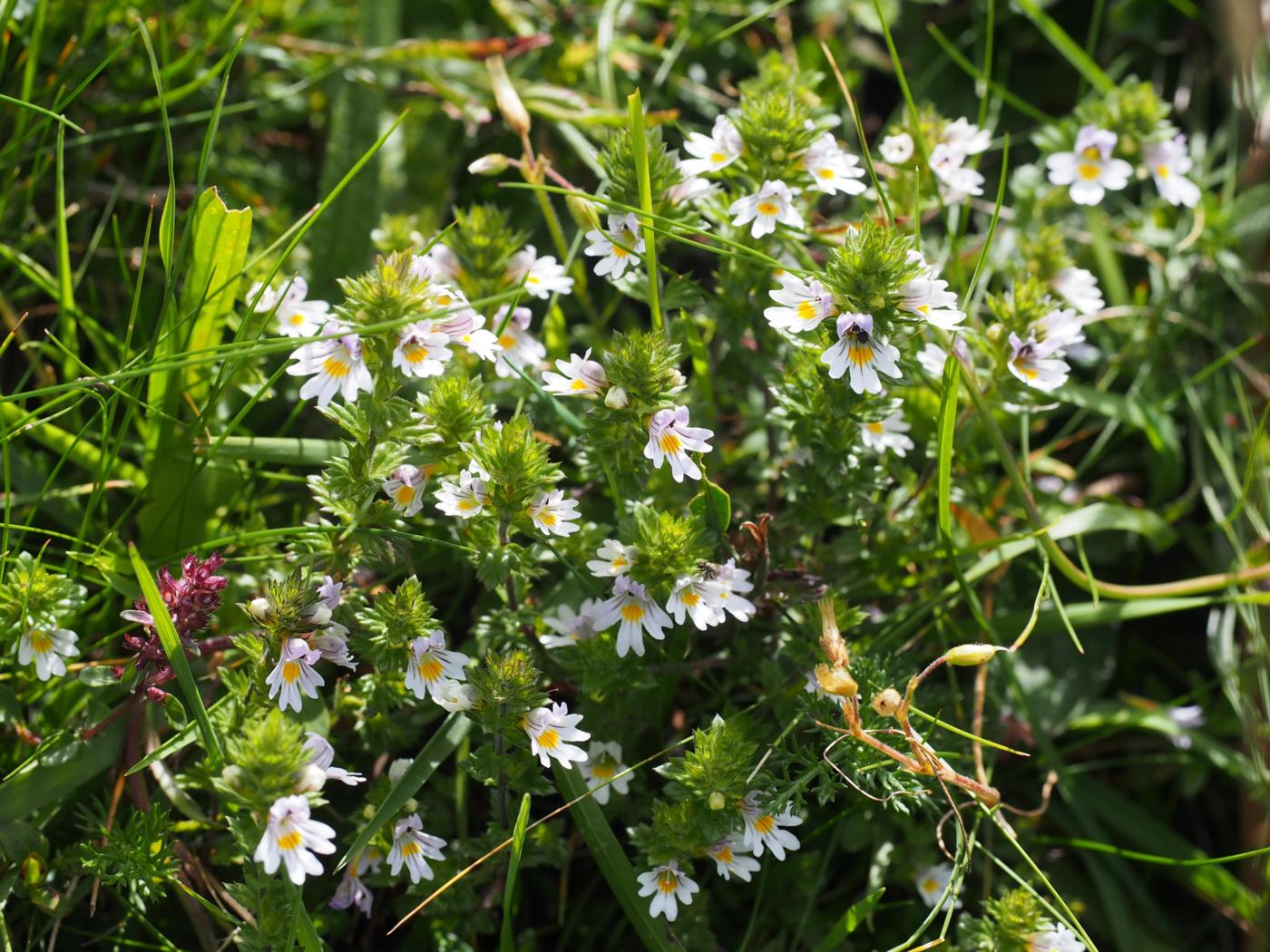 Eyebright, Common (of the mountains) plant